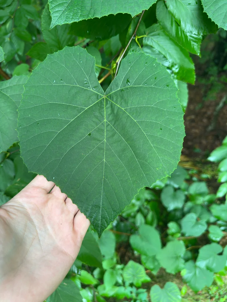 Vitis Labrusca