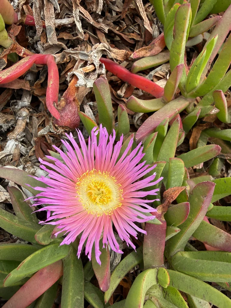 Carpobrotus Chilensis