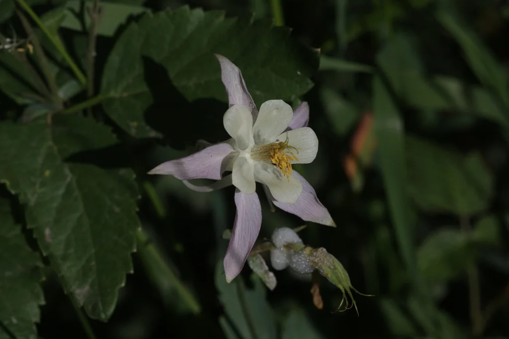 Aquilegia Caerulea