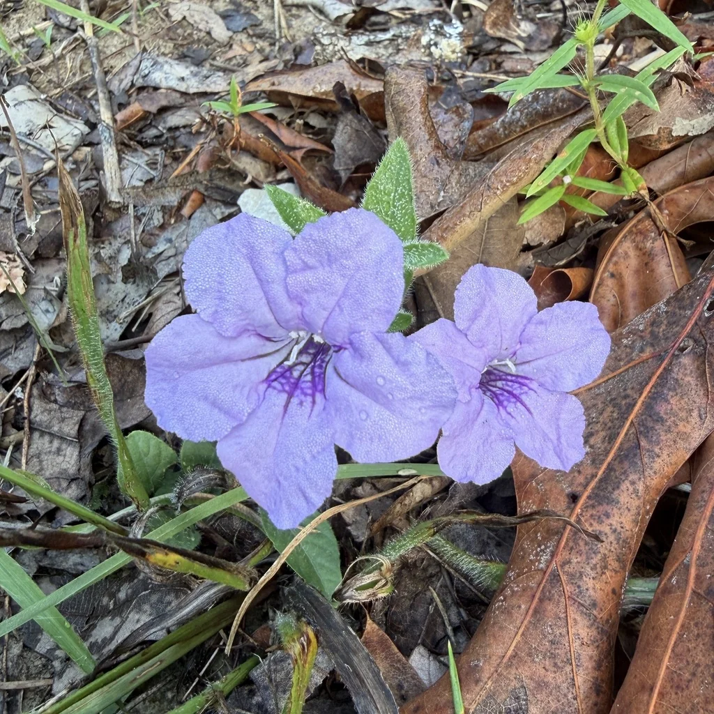 Ruellia Humilis