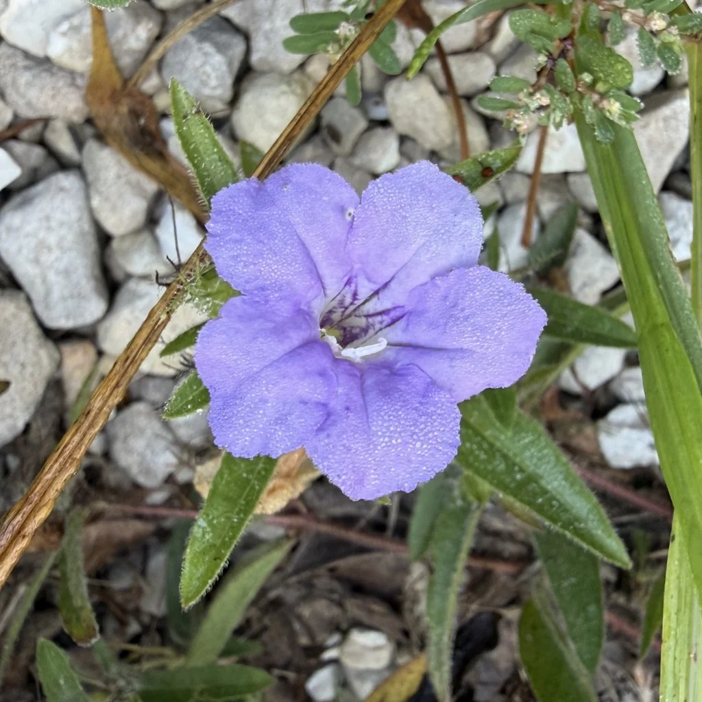 Ruellia Humilis