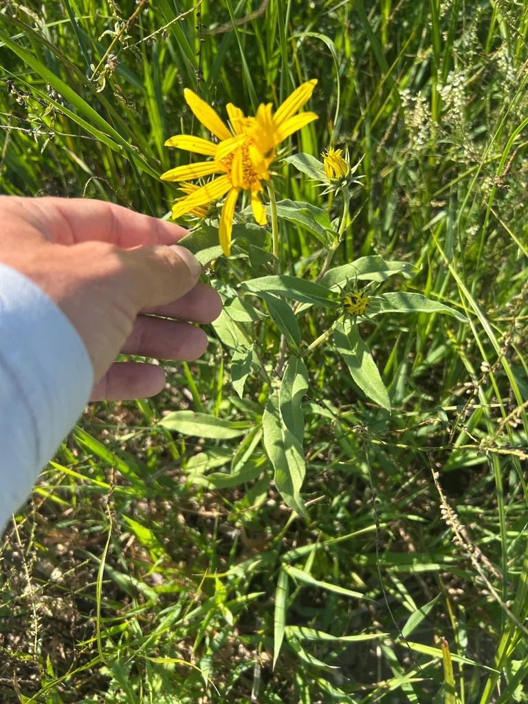 Helianthus Maximiliani