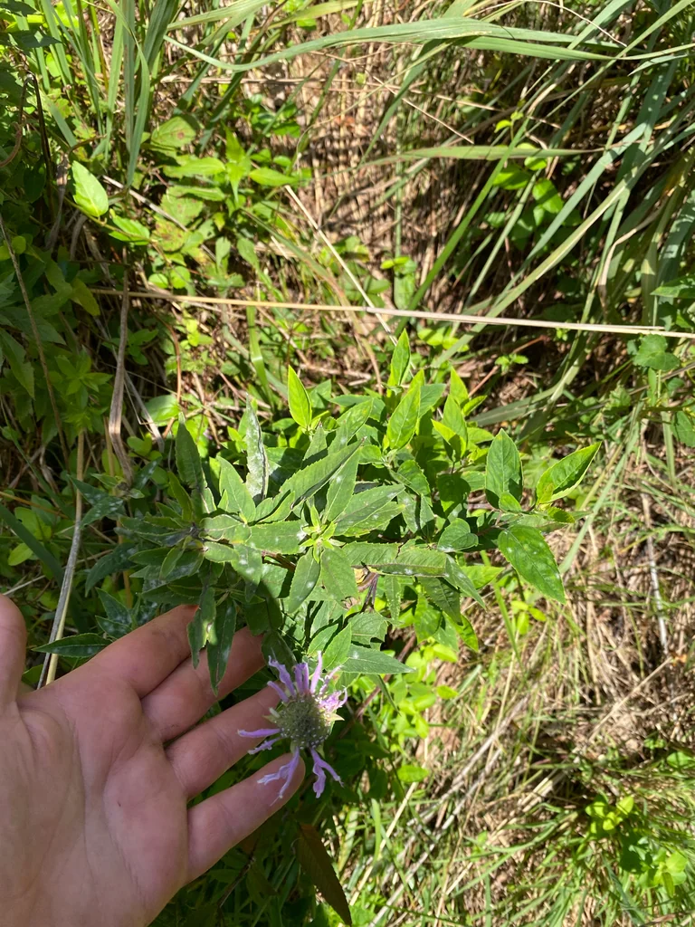Monarda fistulosa