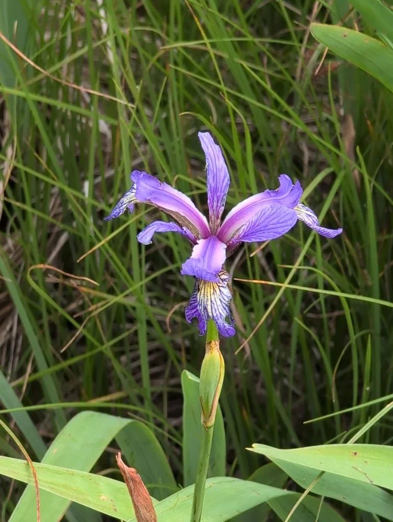 Iris Versicolor