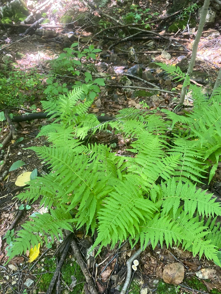 Thelypteris Noveboracensis