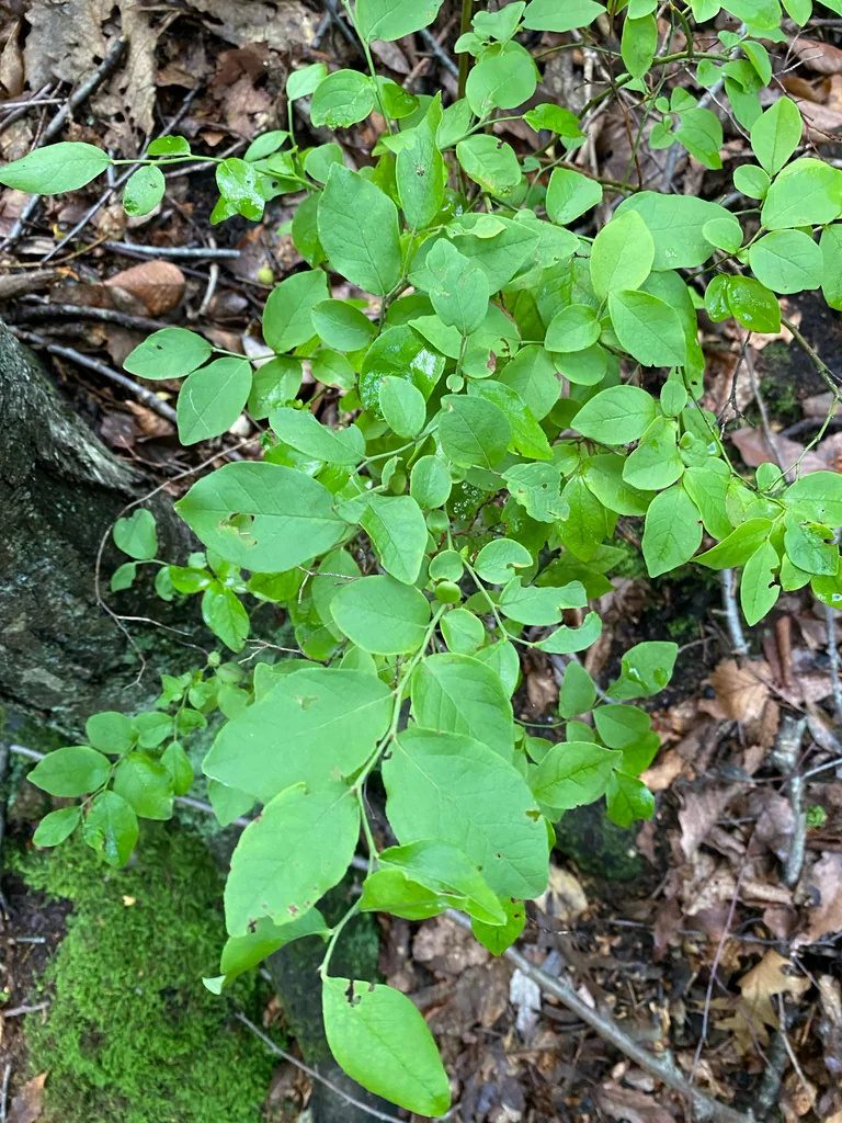 Vaccinium Pallidum