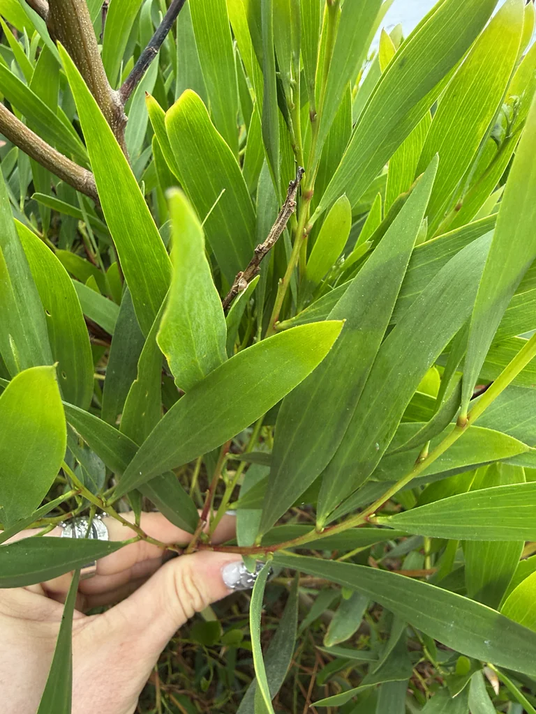 Acacia Longifolia