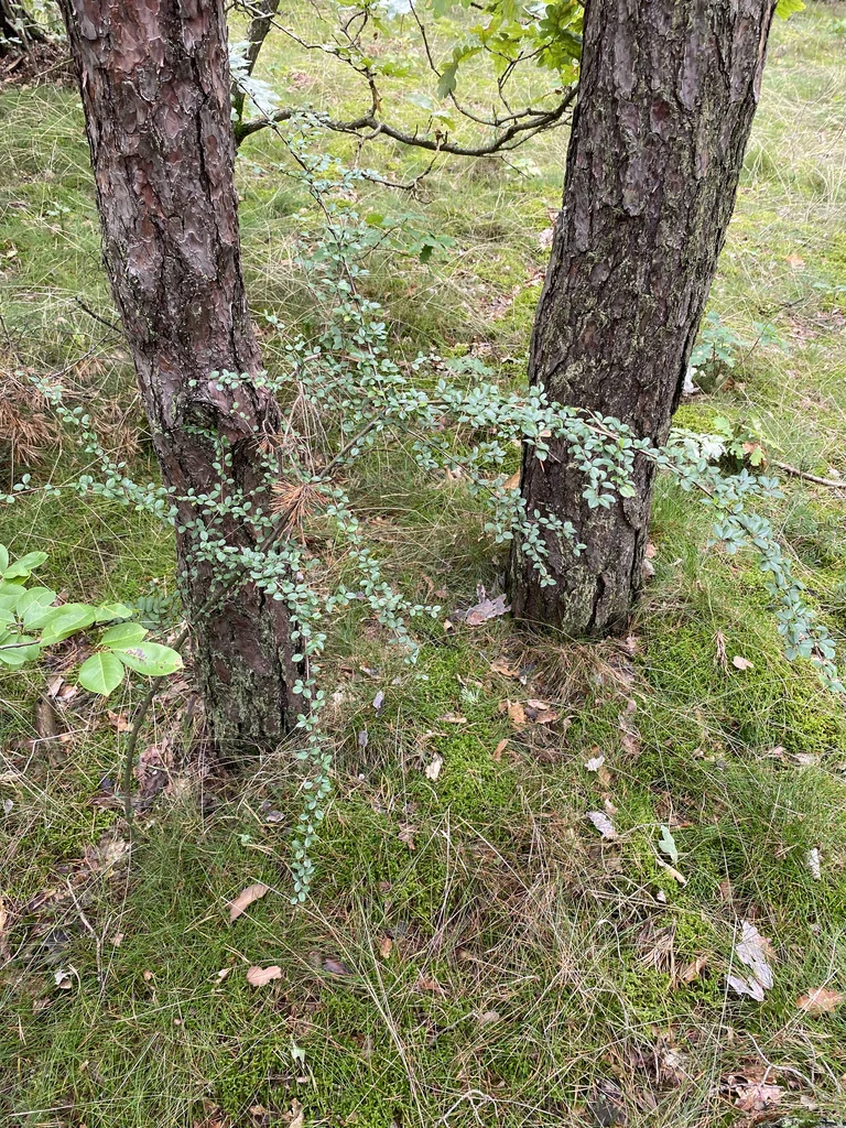 Cotoneaster Divaricatus