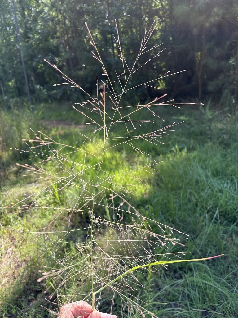 Eragrostis Spectabilis