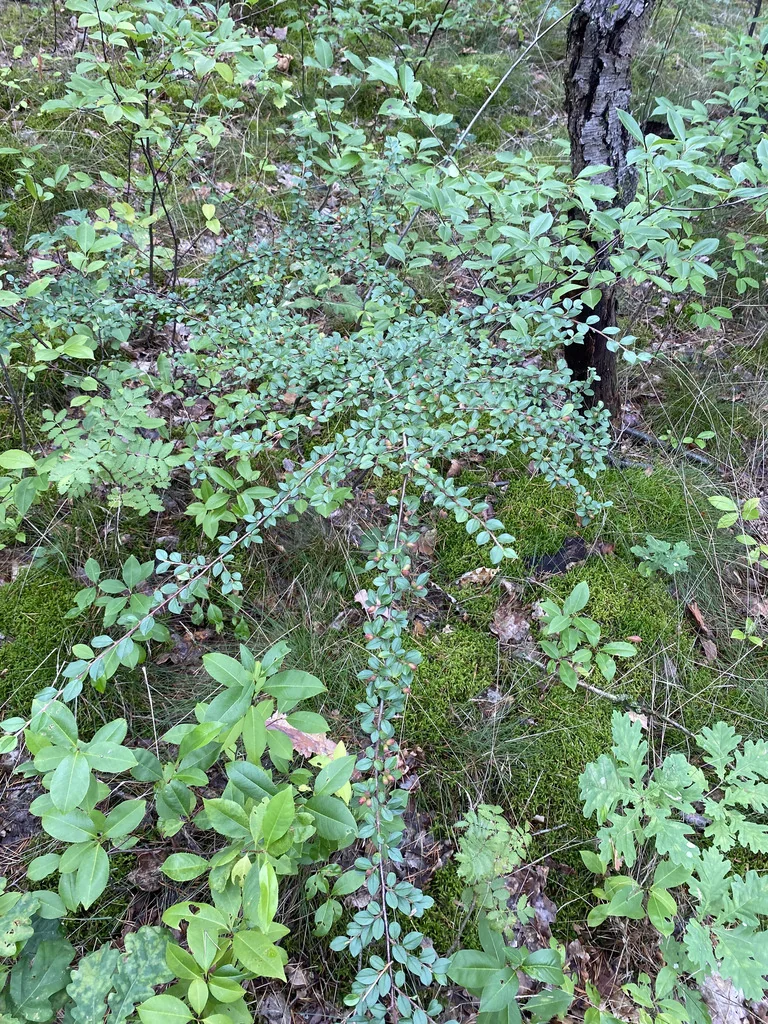 Cotoneaster Divaricatus