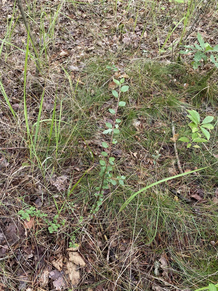 Cotoneaster Divaricatus