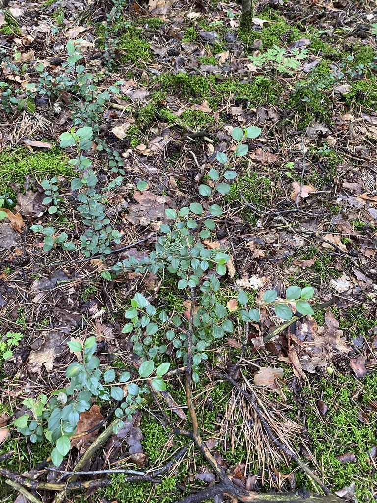 Cotoneaster Divaricatus