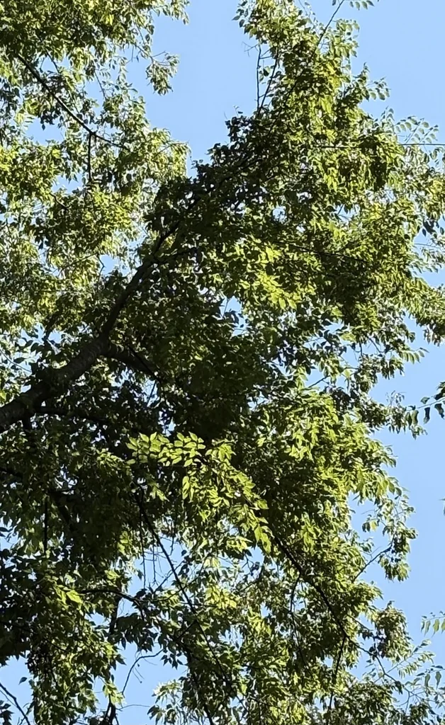 Celtis Laevigata