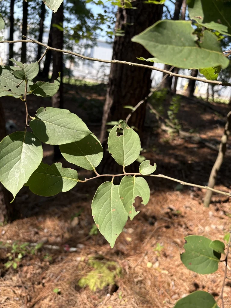 Diospyros Virginiana