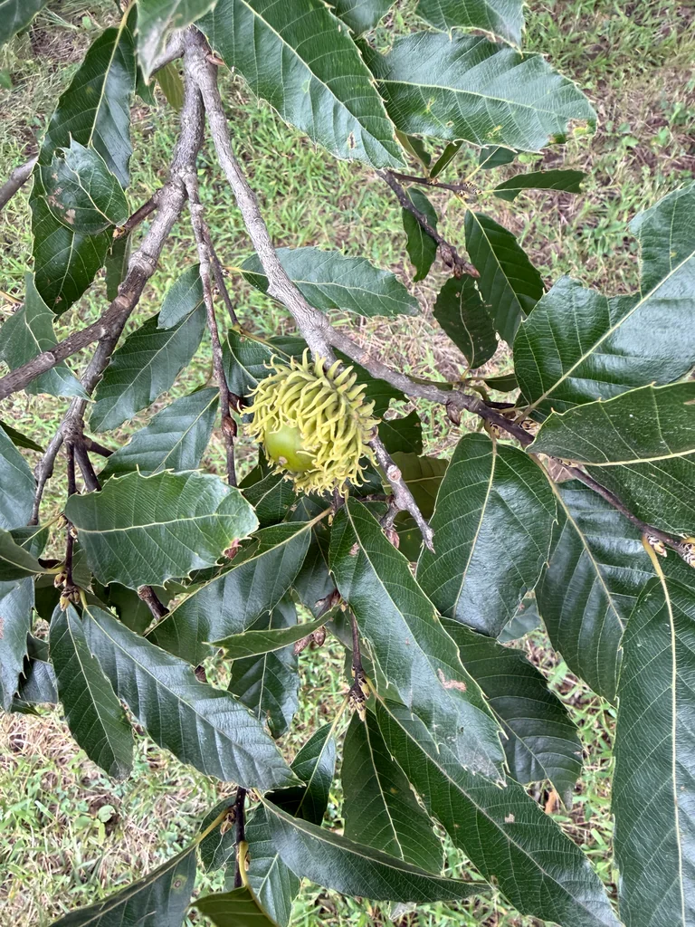 Quercus Acutissima