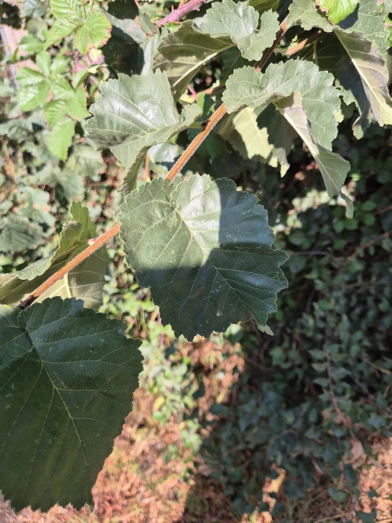 Ulmus Procera