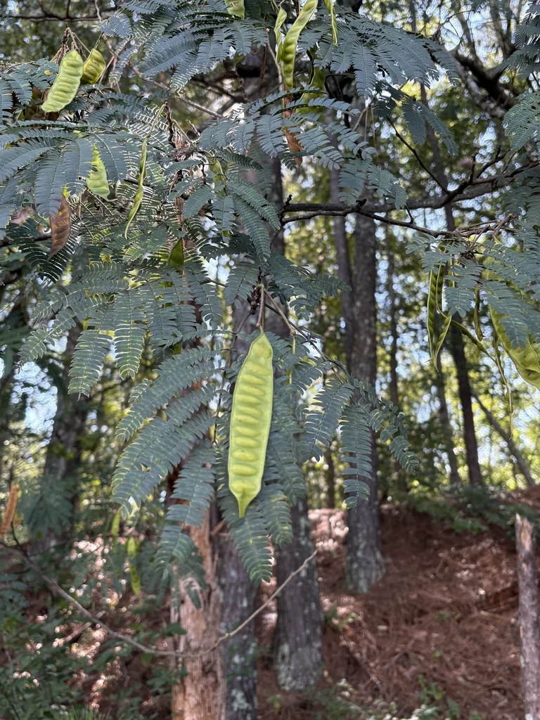Albizia Julibrissin