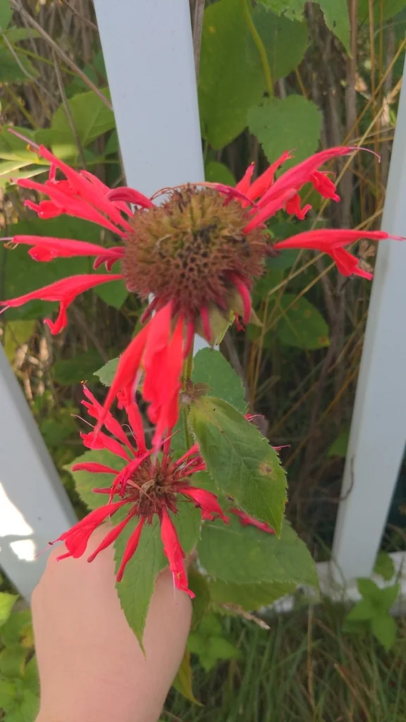 Monarda didyma