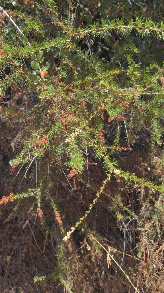 Adenostoma Fasciculatum