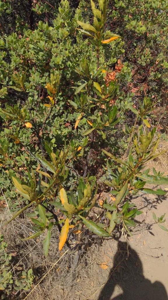 Eriodictyon Californicum