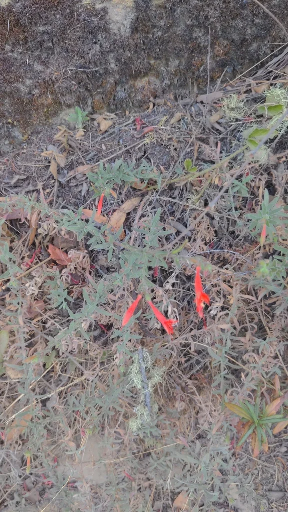 Zauschneria Californica