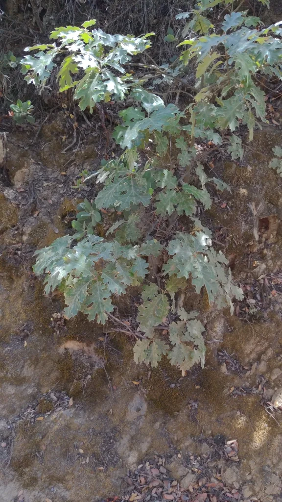Quercus Kelloggii