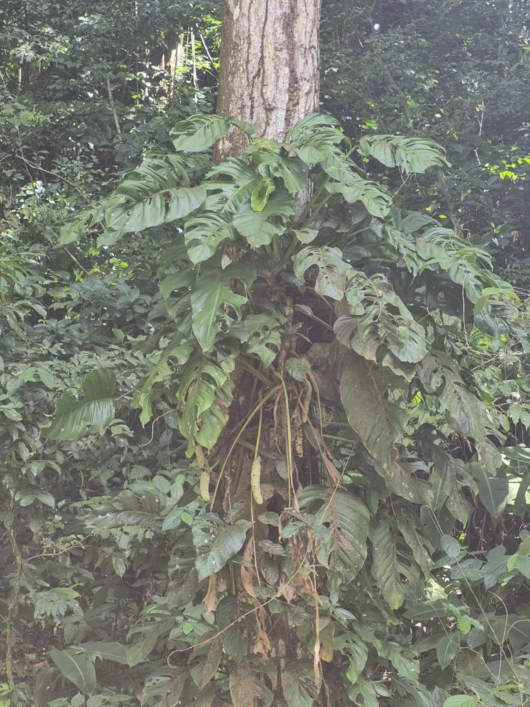 Monstera adansonii