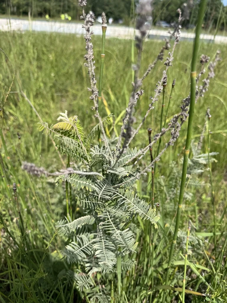 Amorpha Canescens