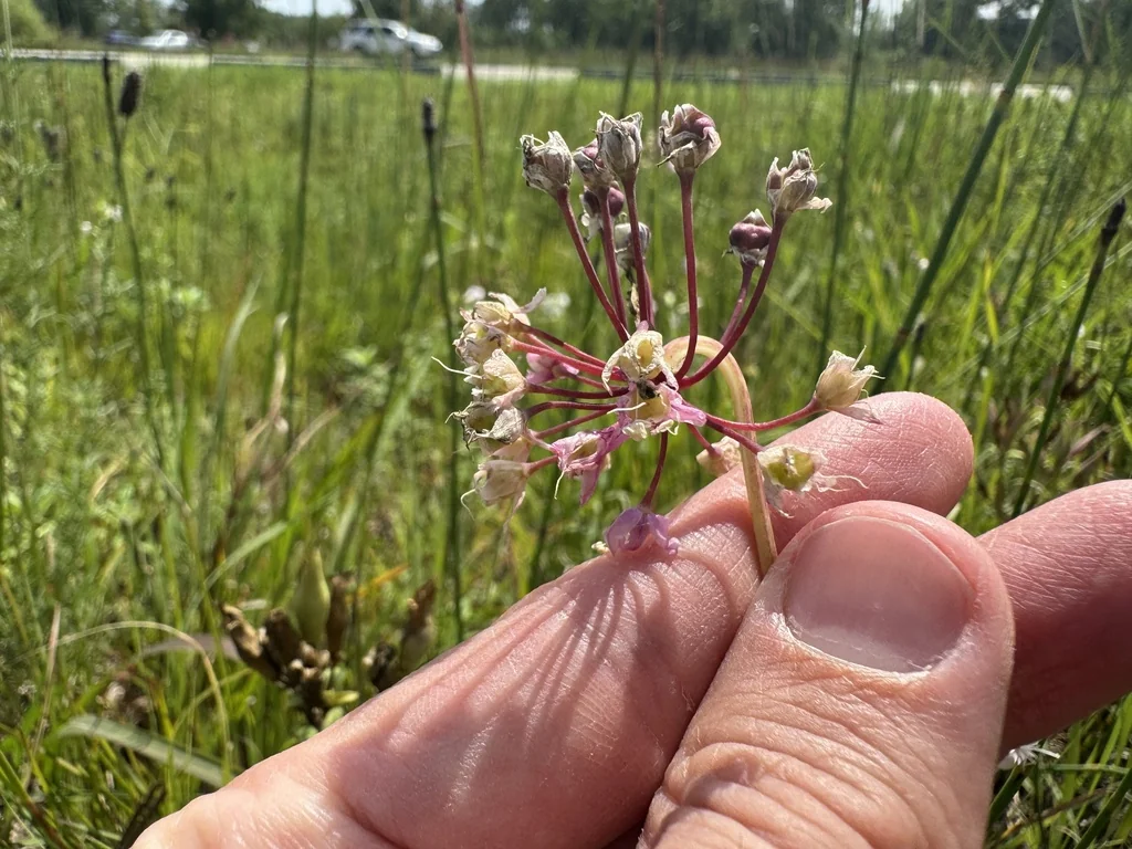 Allium Cernuum