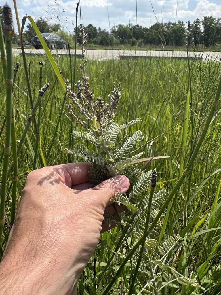 Amorpha Canescens