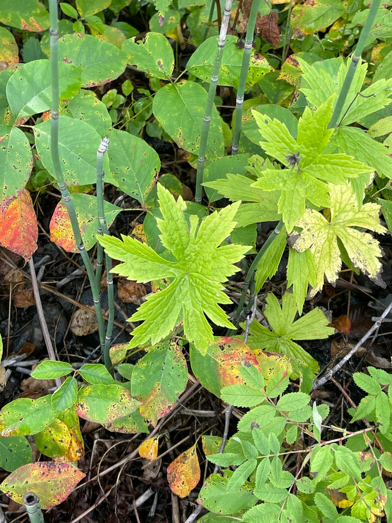 Anemone Canadensis