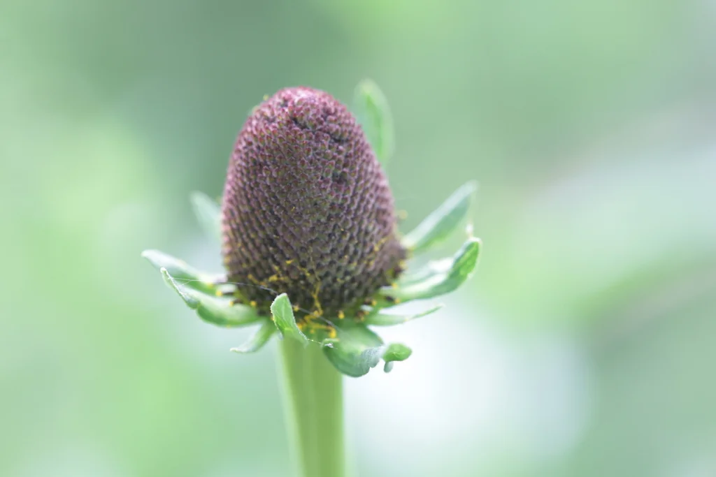Rudbeckia Occidentalis