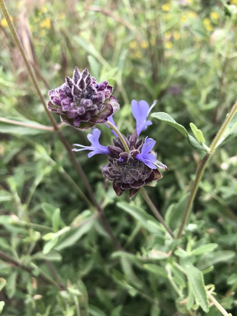 Salvia Clevelandii