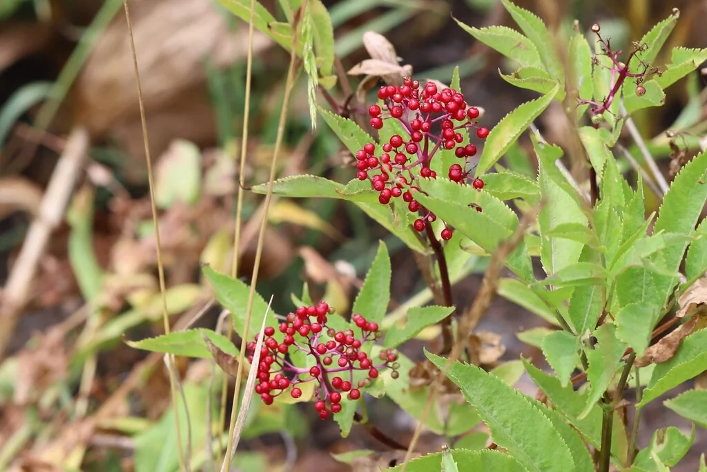 Sambucus Racemosa