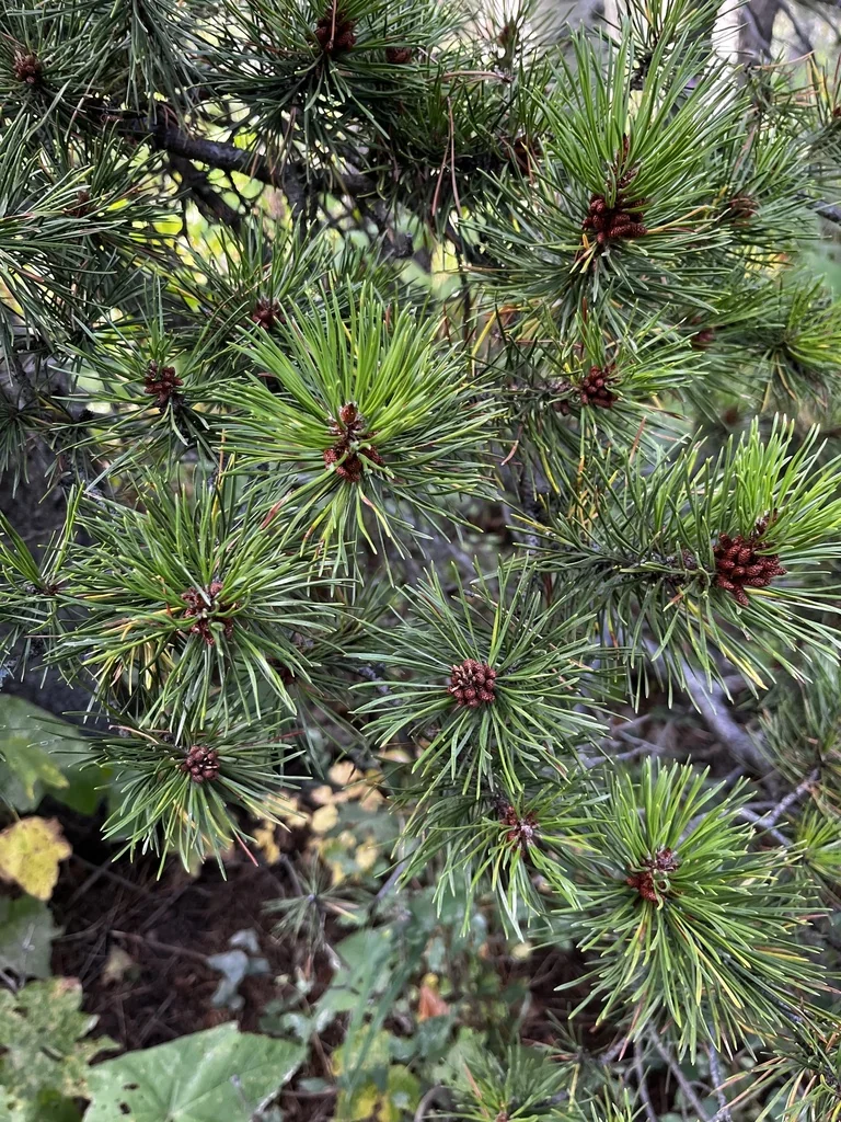 Pinus Contorta