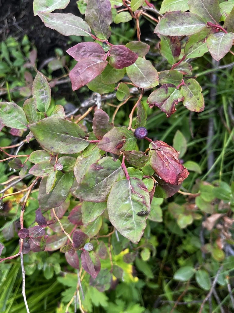 Vaccinium Membranaceum
