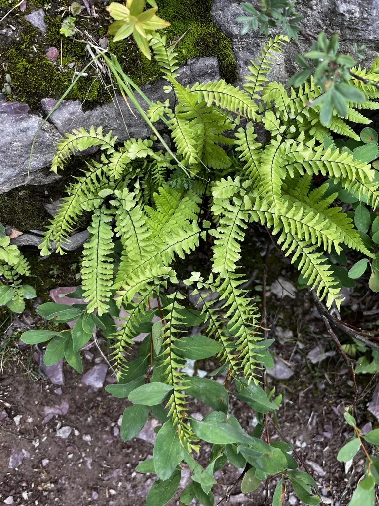 Adiantum Aleuticum
