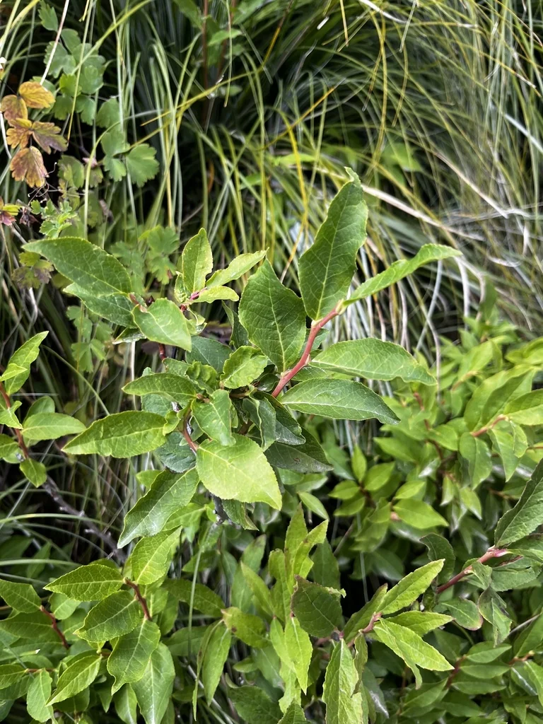 Vaccinium Membranaceum