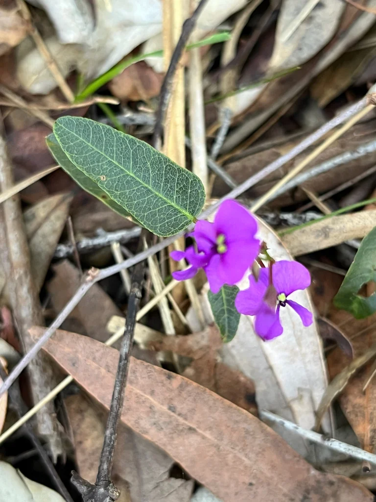 Hardenbergia Violacea