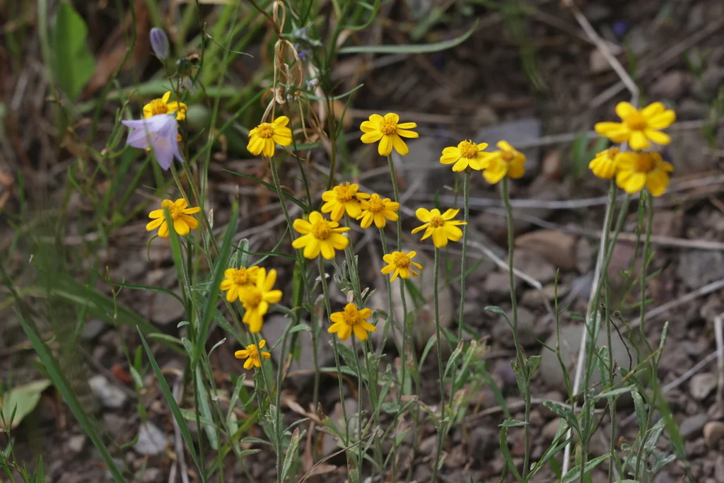 Eriophyllum Lanatum