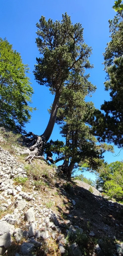 Pinus Heldreichii