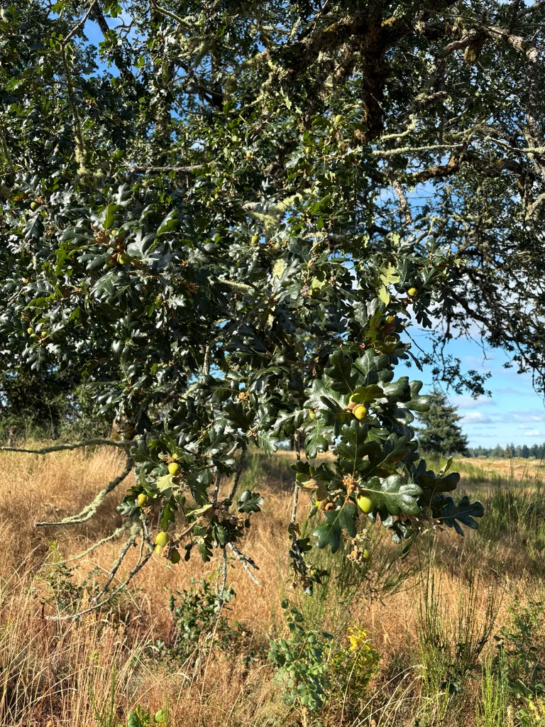 Quercus Garryana