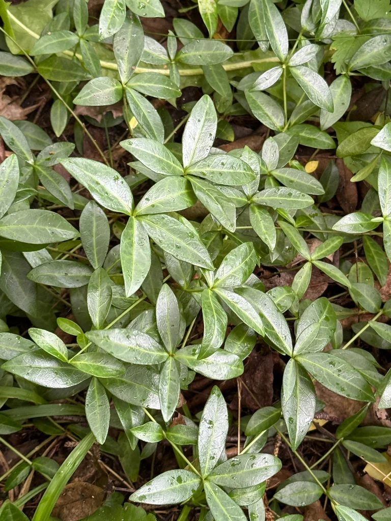 Vinca Minor