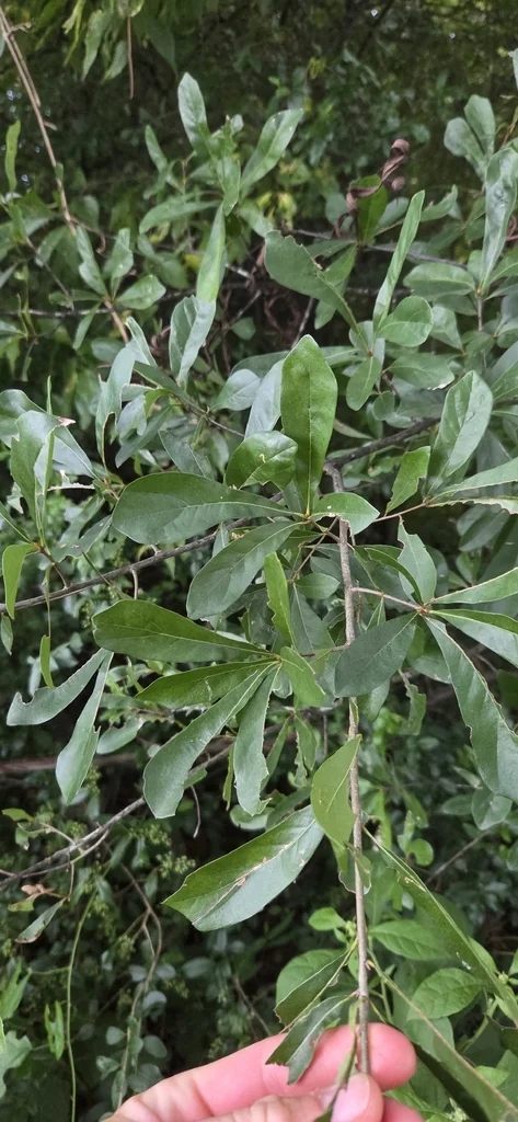 Quercus Nigra