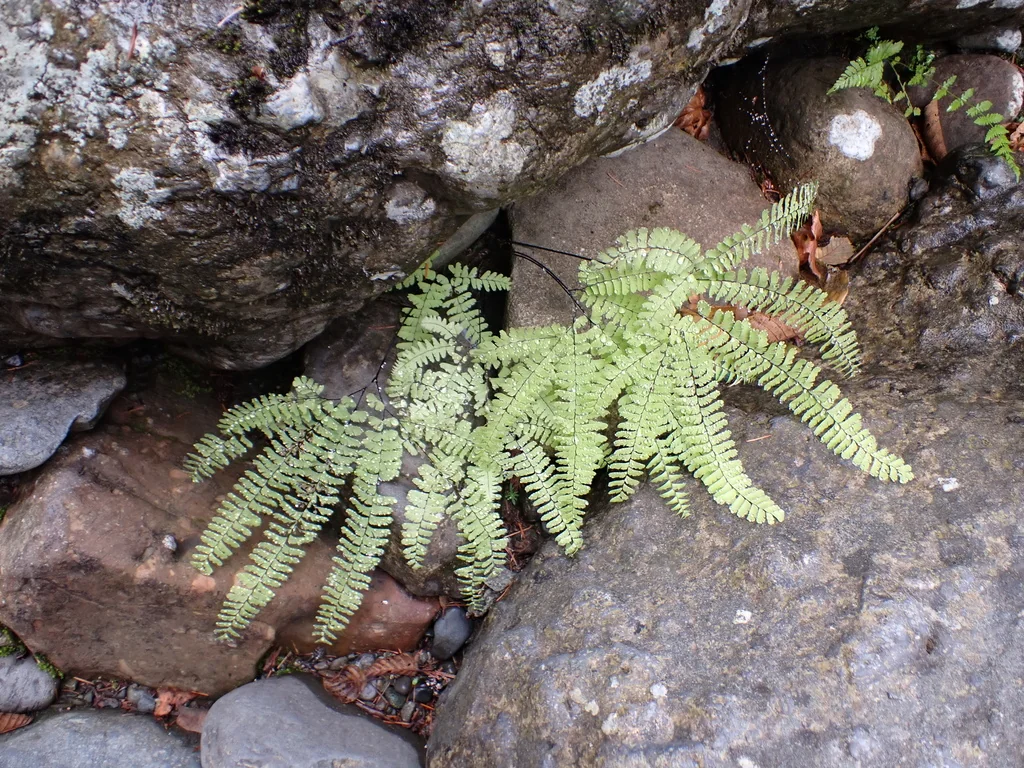 Adiantum Aleuticum