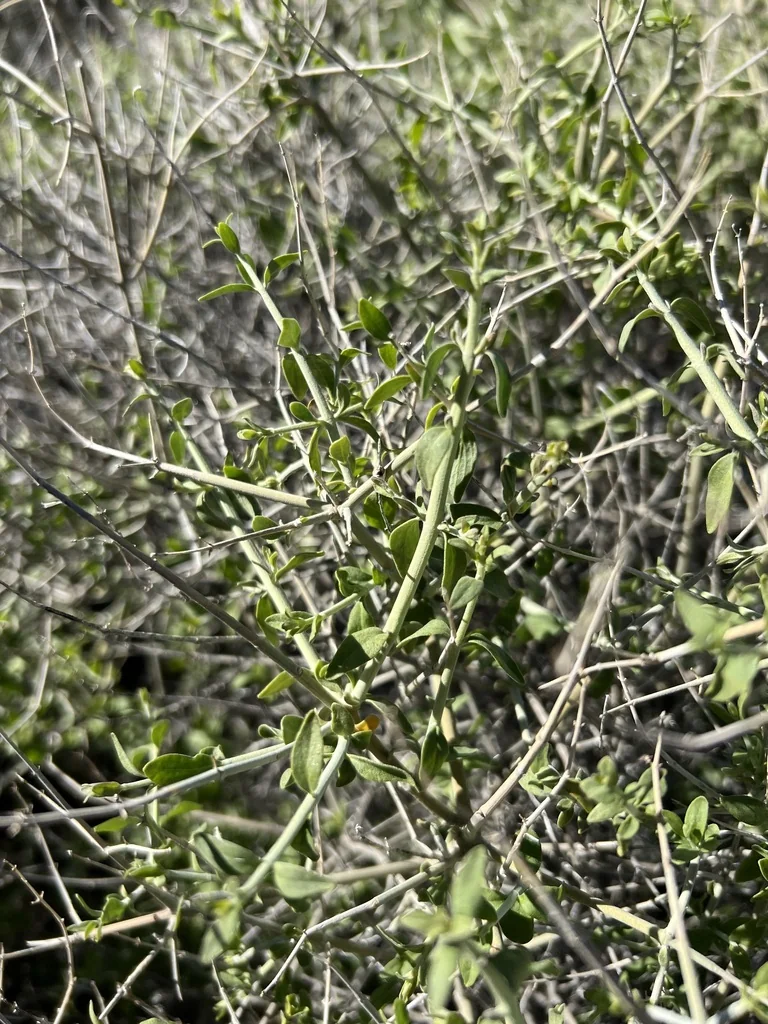 Scutellaria Mexicana