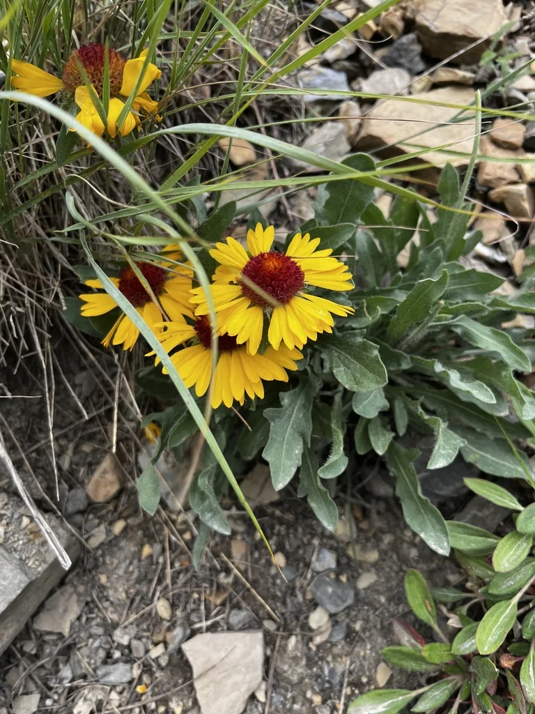 Gaillardia Aristata
