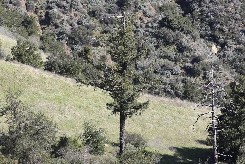 Pseudotsuga Macrocarpa