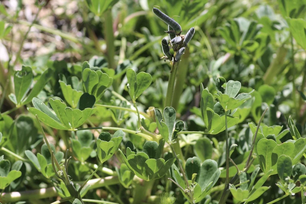 Lupinus Succulentus