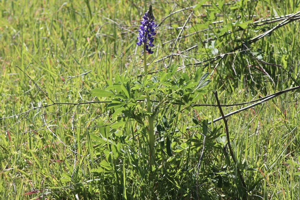 Lupinus Succulentus